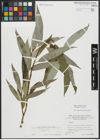 Foto von Salix alba L. x Salix fragilis L.